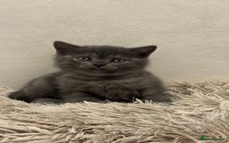 British Shorthair cats for sale: Adorable British blue Shorthair Kittens  - Image 7