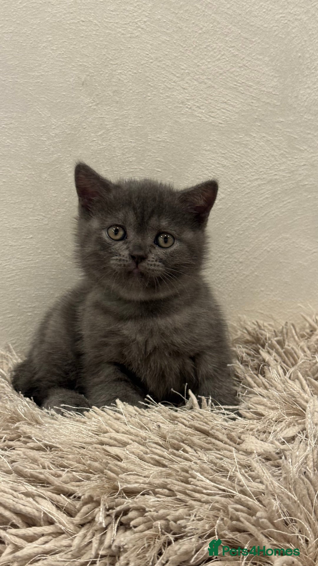 British Shorthair cats for sale: Adorable British blue Shorthair Kittens  - Image 7