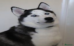 Siberian Husky dogs for stud: Proven Siberian Husky FOR STUD - Image 5