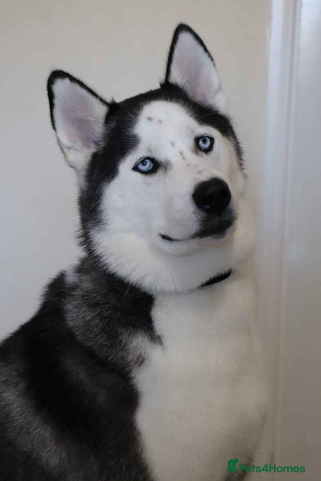 Siberian Husky dogs for stud: Proven Siberian Husky FOR STUD - Image 5