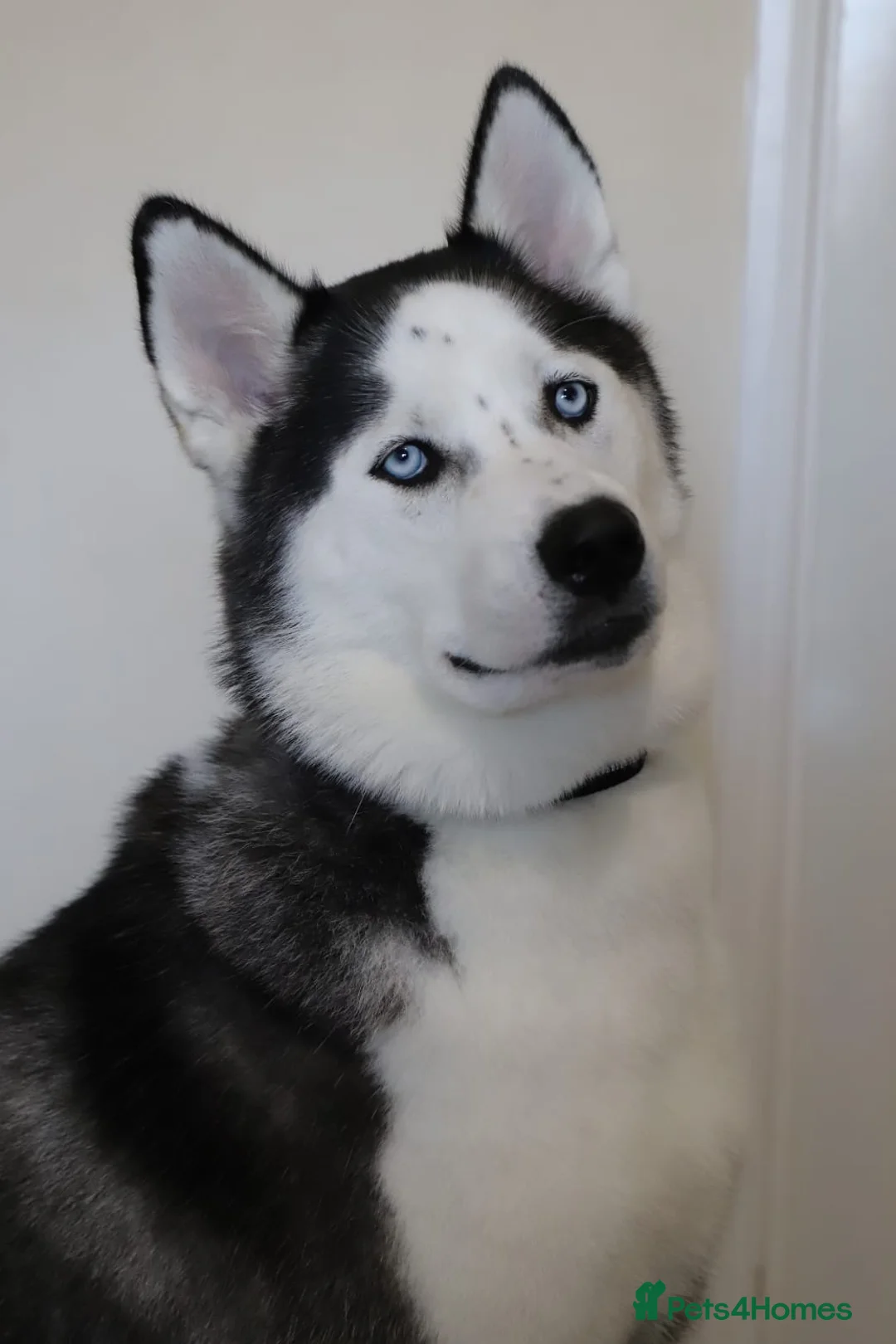 Siberian Husky dogs for stud: Proven Siberian Husky FOR STUD - Advert 6