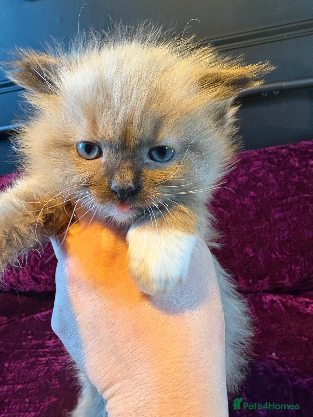 Ragdoll cats for sale: Beautiful mink ragdoll girls  - Advert 7