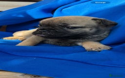 Mixed Breed dogs for sale: REDUCED!!! REDUCED!!! French bulldog boys - Image 4