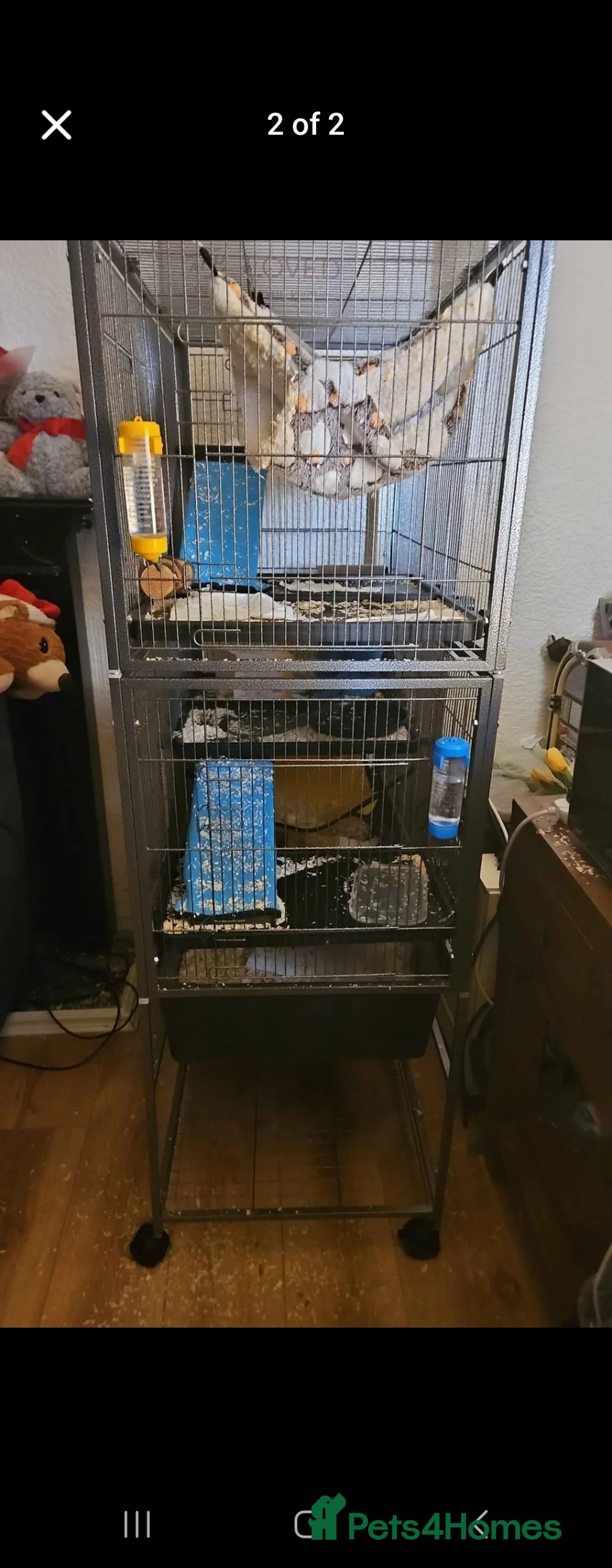 Rat rodents for sale: Rat babies for sale - Advert 3