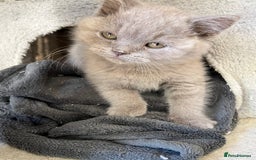Mixed Breed cats for sale: British shorthair Lilac boy ready now - Image 13