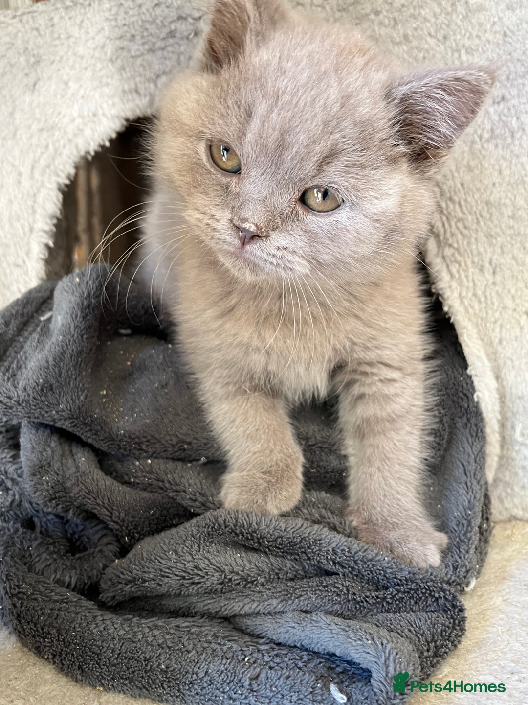 Mixed Breed cats for sale: British shorthair Lilac boy ready now - Image 13