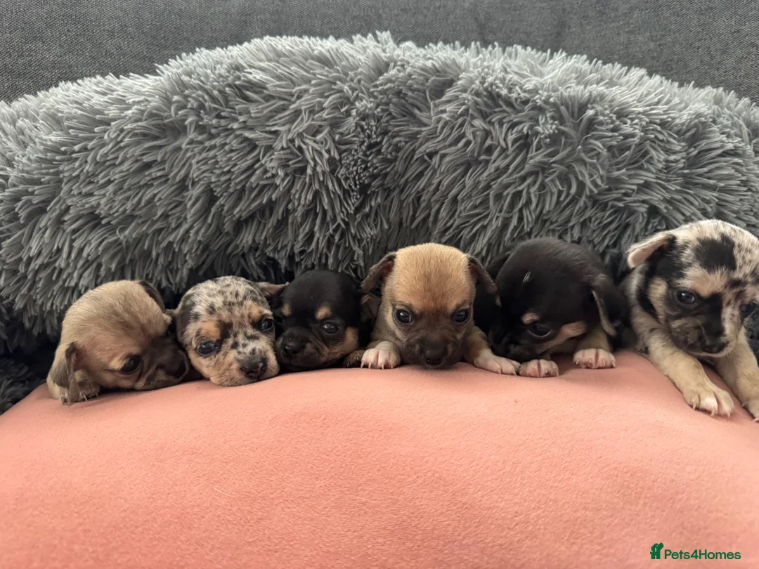 Chihuahua dogs for sale: Gorgeous Rare Pure Chihuahua Puppies - Advert 1
