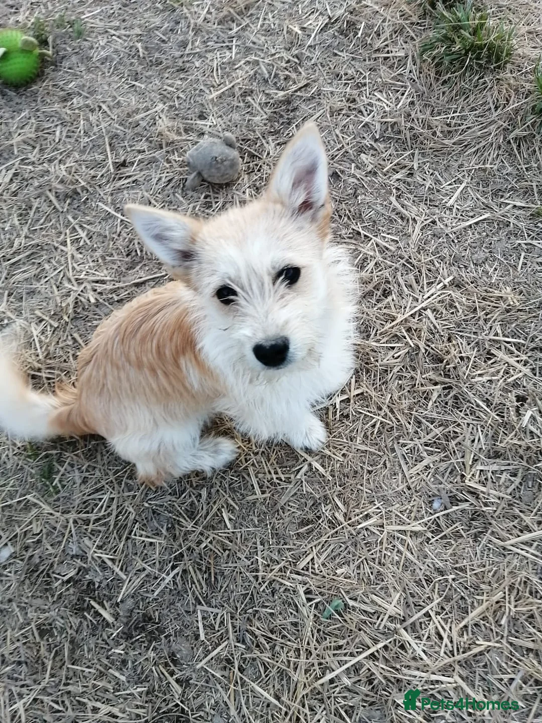 Mixed Breed dogs for adoption: ❤️CINDY❤️ – SMALL BODY, STRONG LOVING CHARACTER - Advert 2