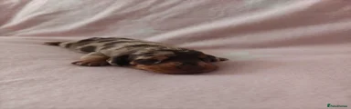 Miniature Dachshund 1
