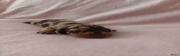 Miniature Dachshund dogs for sale: 🩷 4 stunning full miniature dachshund girls 🩷 - Advert 6