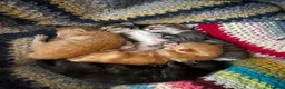 Mixed Breed cats for sale: Kittens available  in Ashford - Advert 13