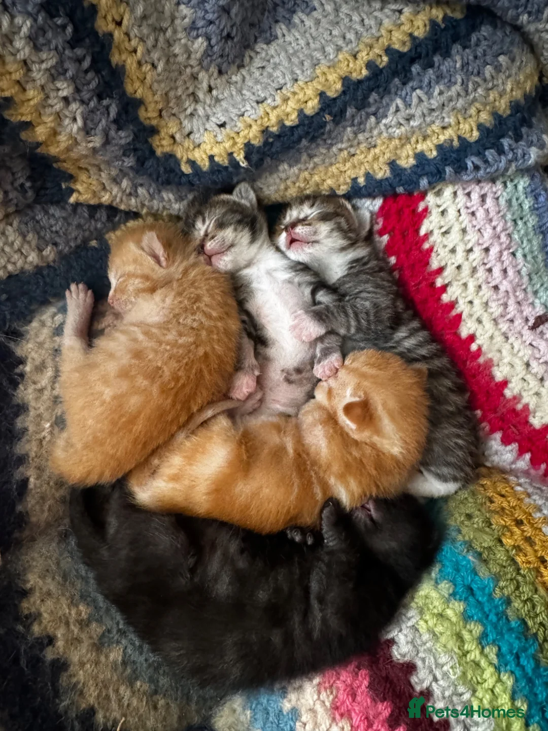 Mixed Breed cats for sale: Kittens available  in Ashford - Advert 13