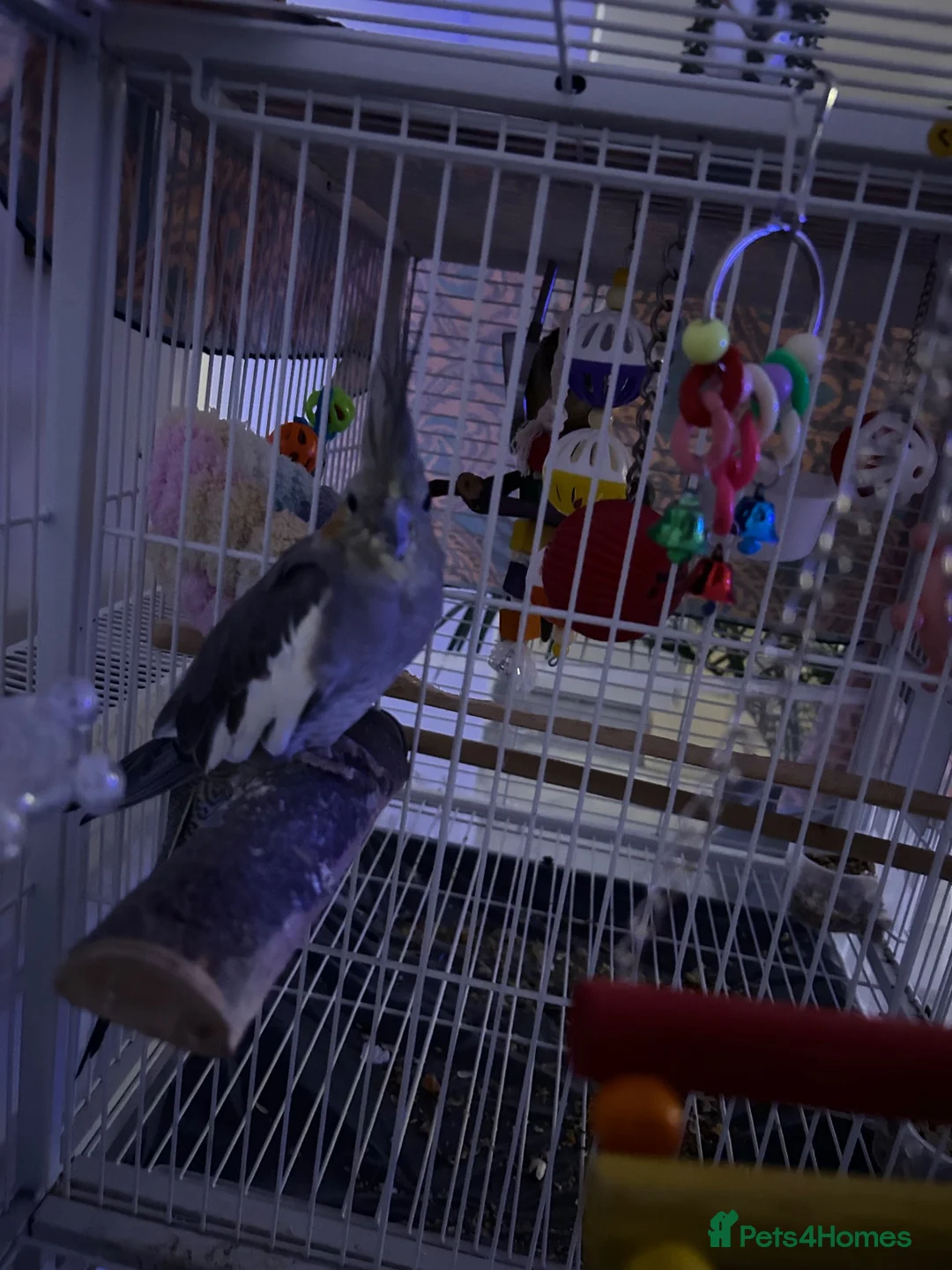 Cockatiels birds for sale: Cockatiel for sale - Advert 2