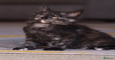 Maine Coon cats - Advert 5