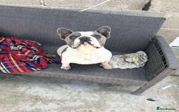 French Bulldog dogs for adoption: Rescue dog Herb is available for adoption - Image 2
