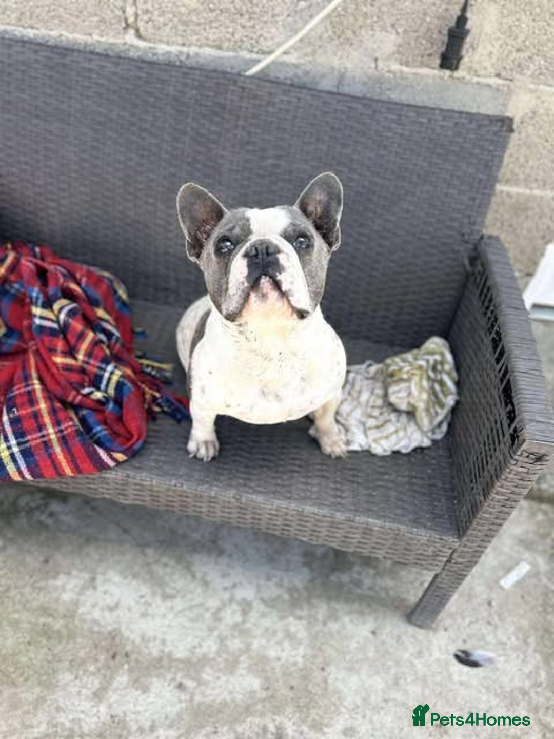 French Bulldog dogs for adoption: Rescue dog Herb is available for adoption - Image 2