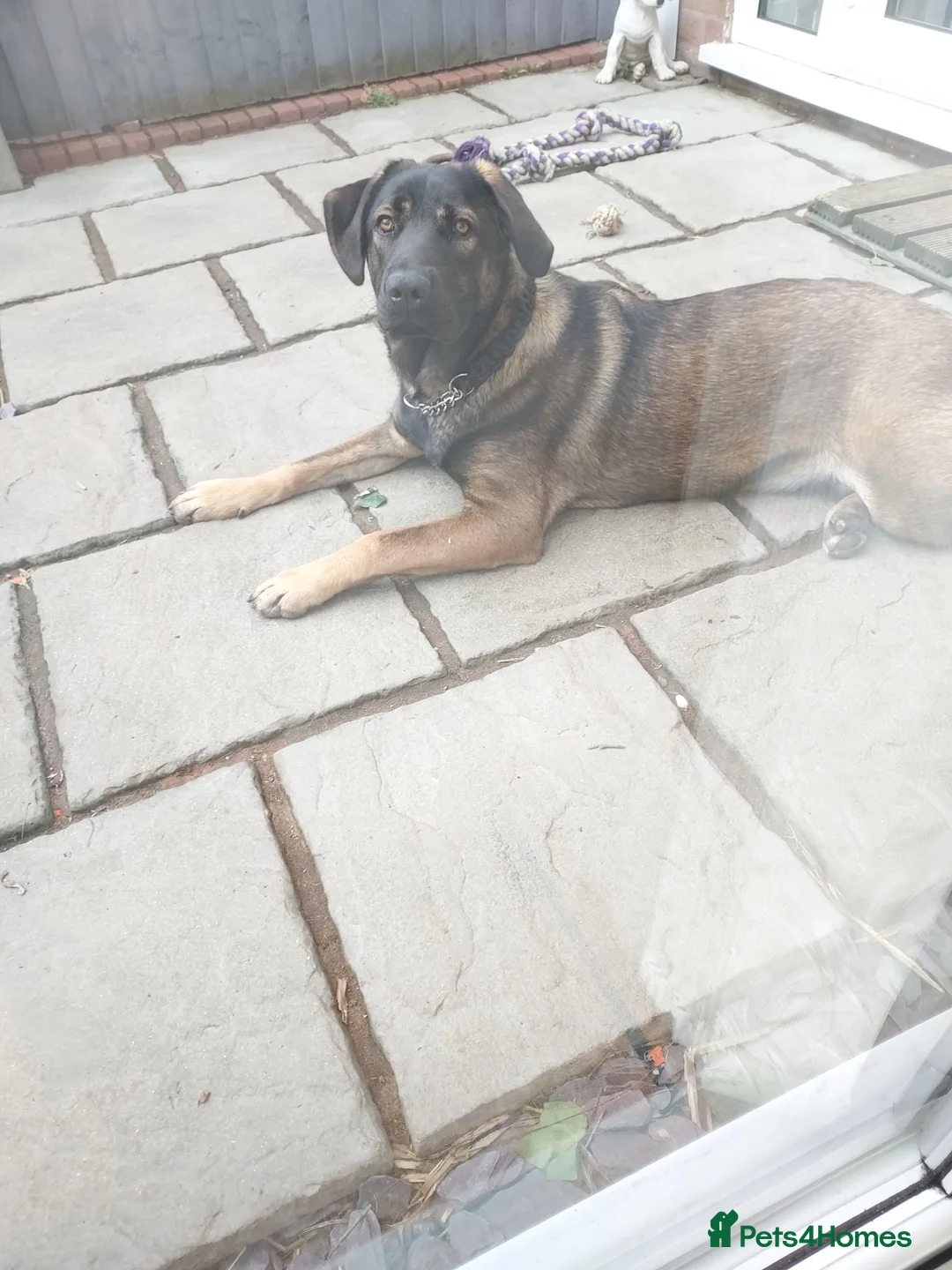 Mixed Breed dogs for sale: Mix breed  - Advert 1