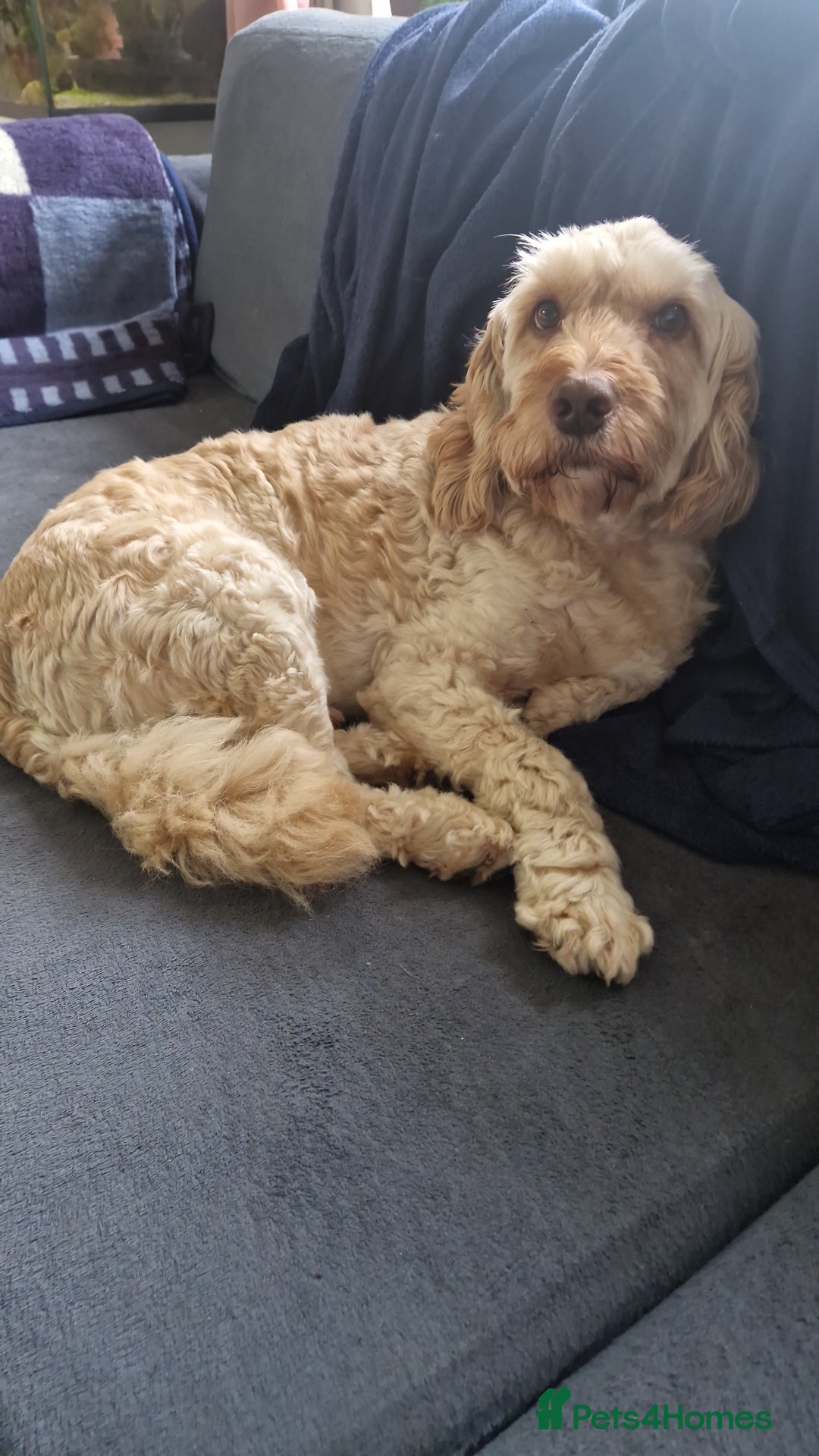 Cockapoo dogs for sale: Cockapoo needing forever home - Image 5