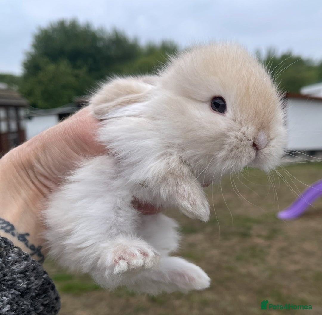 Mini Lop rabbits for sale: Baby mini lops ready to reserve !! - Image 7