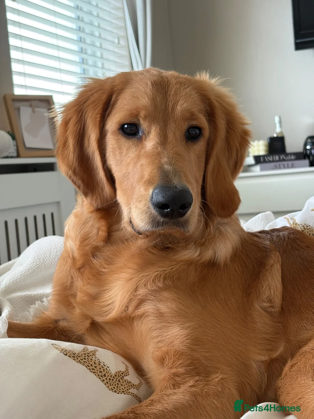 Goldendoodle dogs for sale: Beautiful 6 month old puppy  - Advert 2