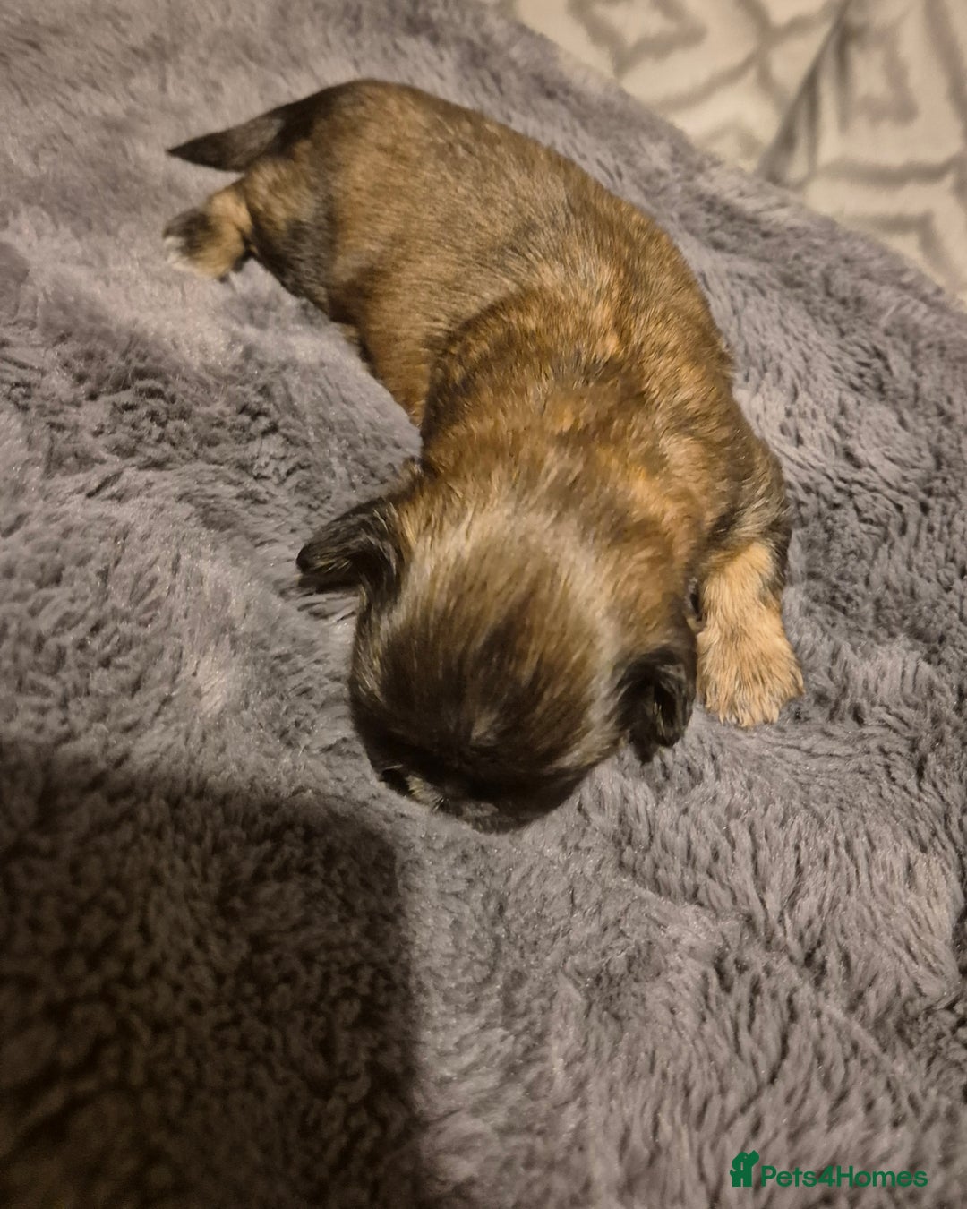 Shih Tzu dogs for sale: ✨ Beautiful Shih Tzu Puppies for Sale ✨ - Image 8