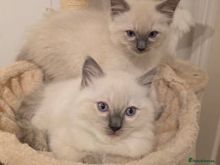 Ragdoll cats - Advert 5