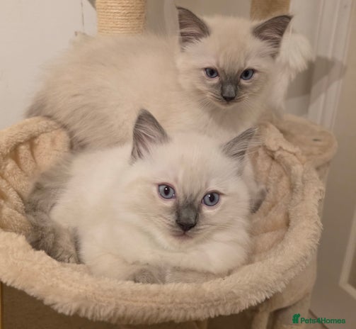 Ragdoll cats - Advert 2