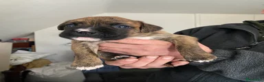 Mixed Breed Puppy 7