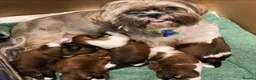 Shih Tzu dogs for sale: Shih tzu puppies - Advert 3