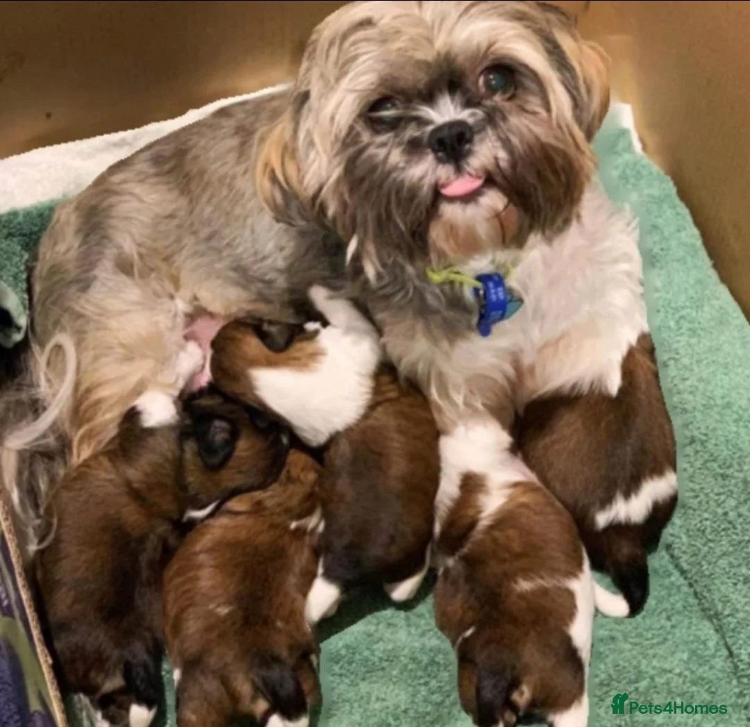 Shih Tzu dogs for sale: Shih tzu puppies - Advert 3