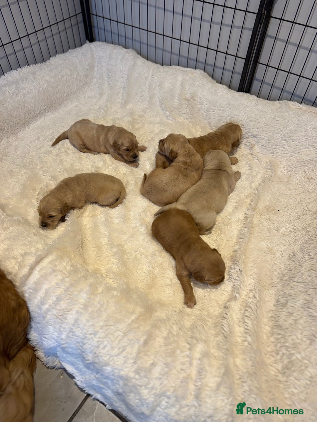 Golden Retriever dogs for sale: Gorgeous KC Golden retrievers  - Advert 4