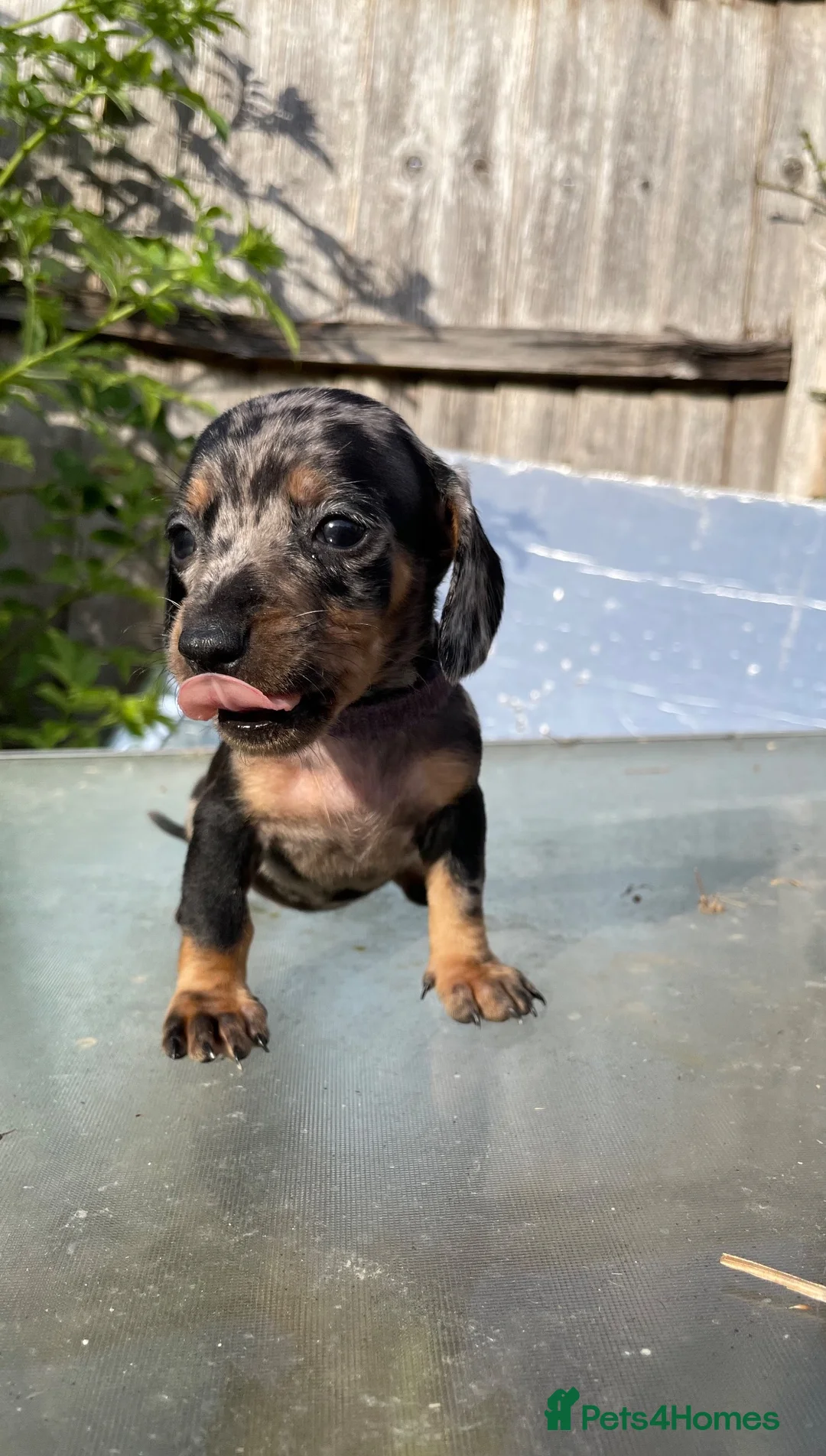 Dachshund dogs for sale: Stunning mini dachshunds  - Advert 1