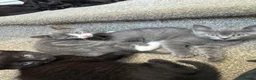 Mixed Breed cats for sale: BSH X Tabby adorable kittens - Advert 19