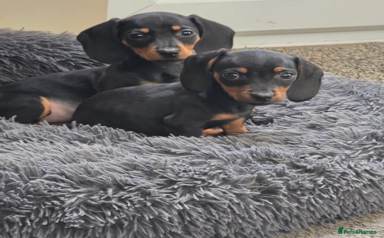 Miniature Dachshund dogs - Advert 7