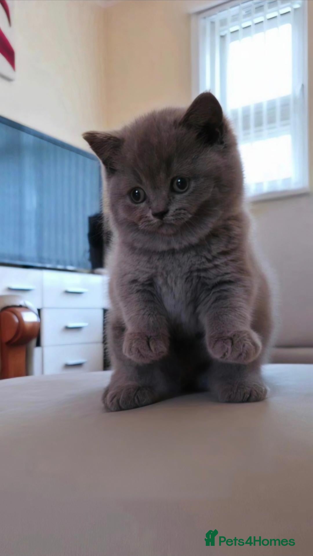 British Shorthair cats British Shorthair Kittens - Lilac & Blue Pedigree - Advert 2