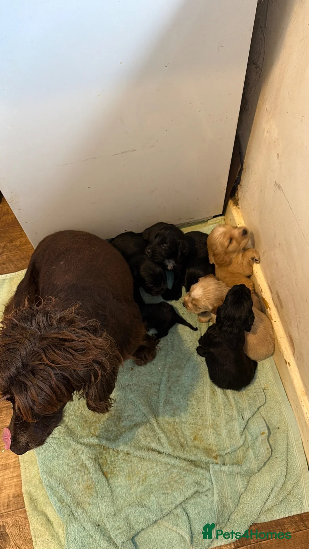 Cocker Spaniel dogs for sale: 4 boys left ready now - Advert 14