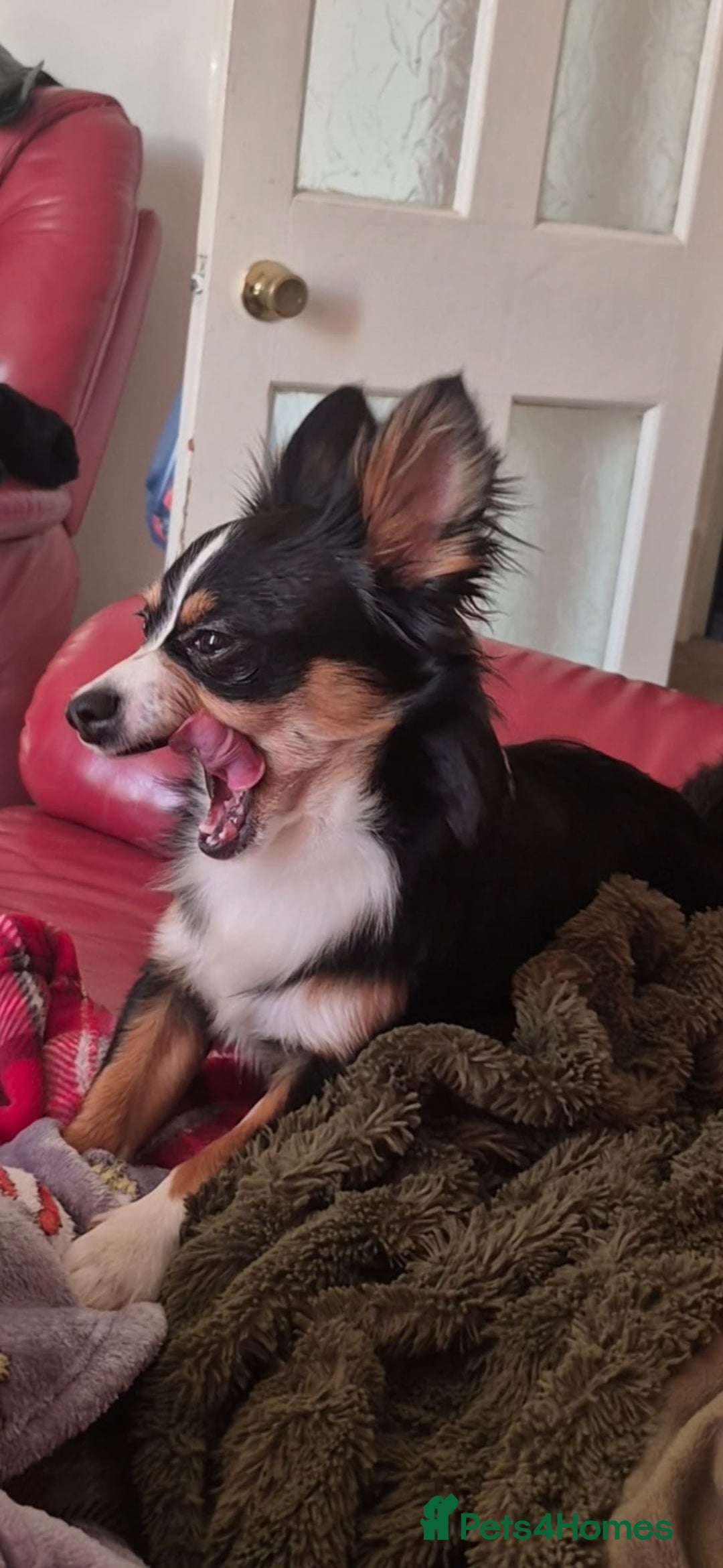 Jack Chi dogs for stud: Teddy the jackchi stud - Advert 4