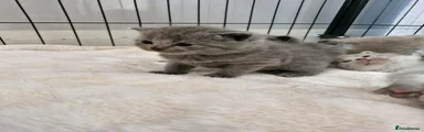 British Shorthair Kitten 3