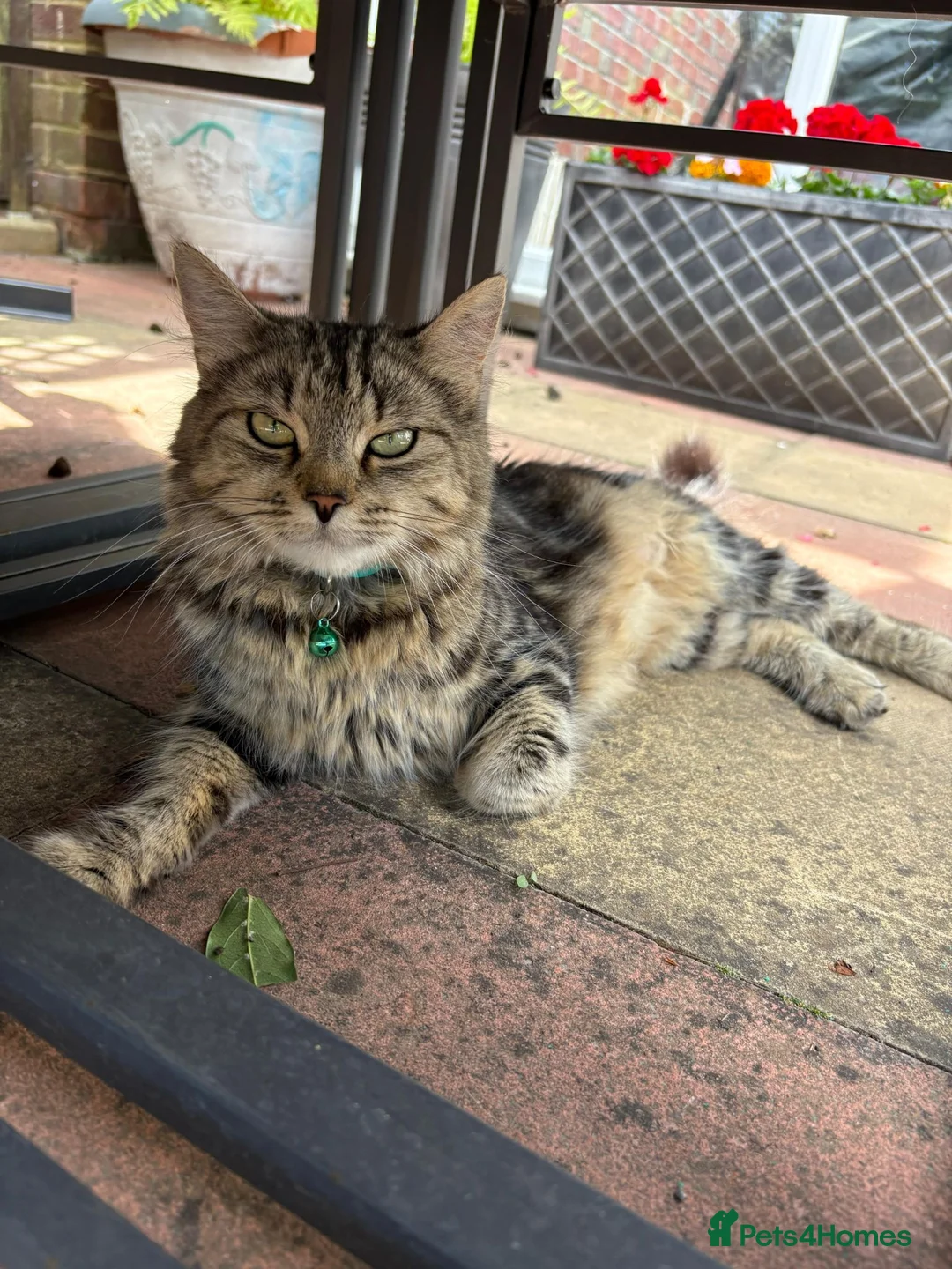Mixed Breed cats for sale: Beautiful Female Kitten Ready for Her New Home! 🐾 - Advert 17