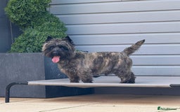 Cairn Terrier dogs for sale: KC Reg, Health tested, 5* licence. Cairns - Image 10