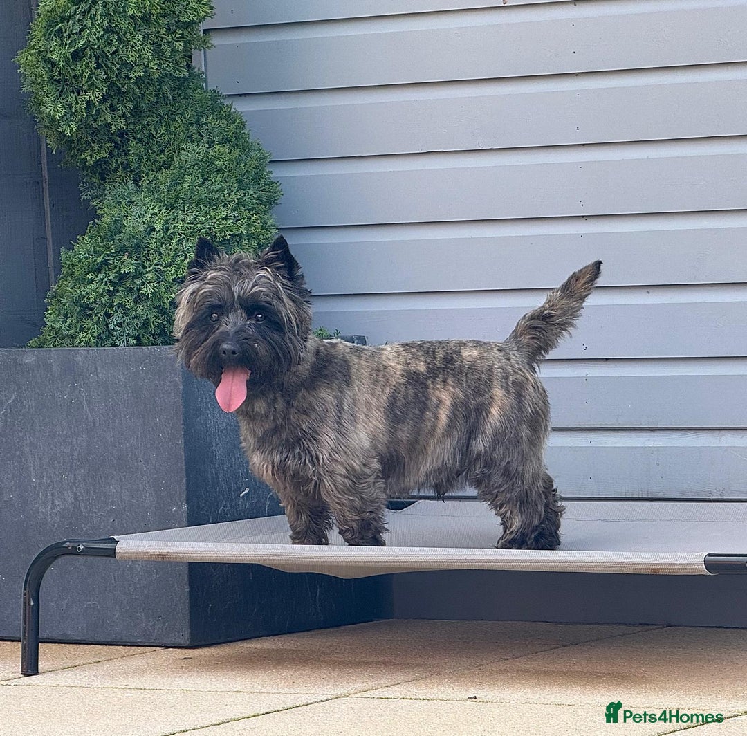 Cairn Terrier dogs for sale: KC Reg, Health tested, 5* licence. Cairns - Image 10