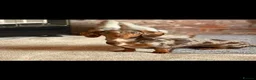 Miniature Dachshund dogs for sale: ⭐️💕miniature dachshund pups⭐️💕 - Advert 4