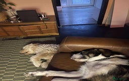Mixed Breed dogs for adoption: Ringo is looking for a new home - Image 9