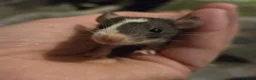 Rat rodents for sale: Dumbos and fancy rats ready now.  - Advert 6