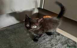 Domestic Shorthair cats for sale: 6 beautiful kittens for sale. - Image 5