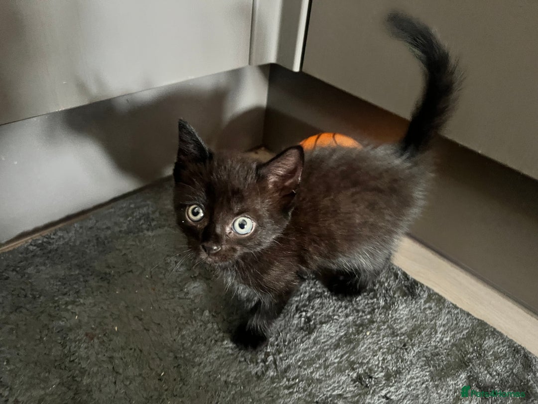 Domestic Shorthair cats for sale: 6 beautiful kittens for sale. - Image 5