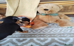 Miniature Dachshund dogs for sale: Mini dachshund  - Image 30