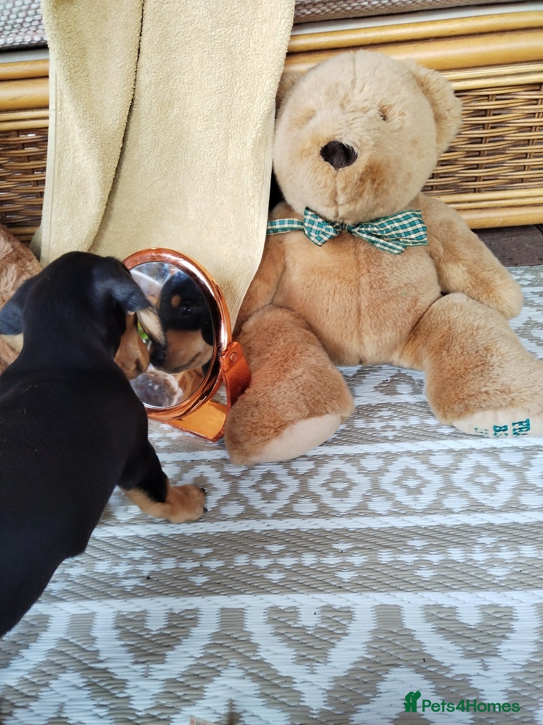 Miniature Dachshund dogs for sale: Mini dachshund  - Image 30