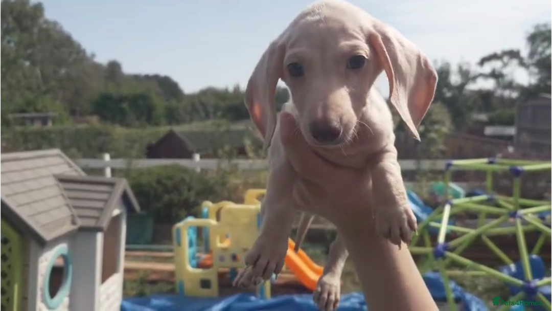 Miniature Dachshund dogs for sale: Miniature Cream Dachshund Puppies KC Reg   - Image 5