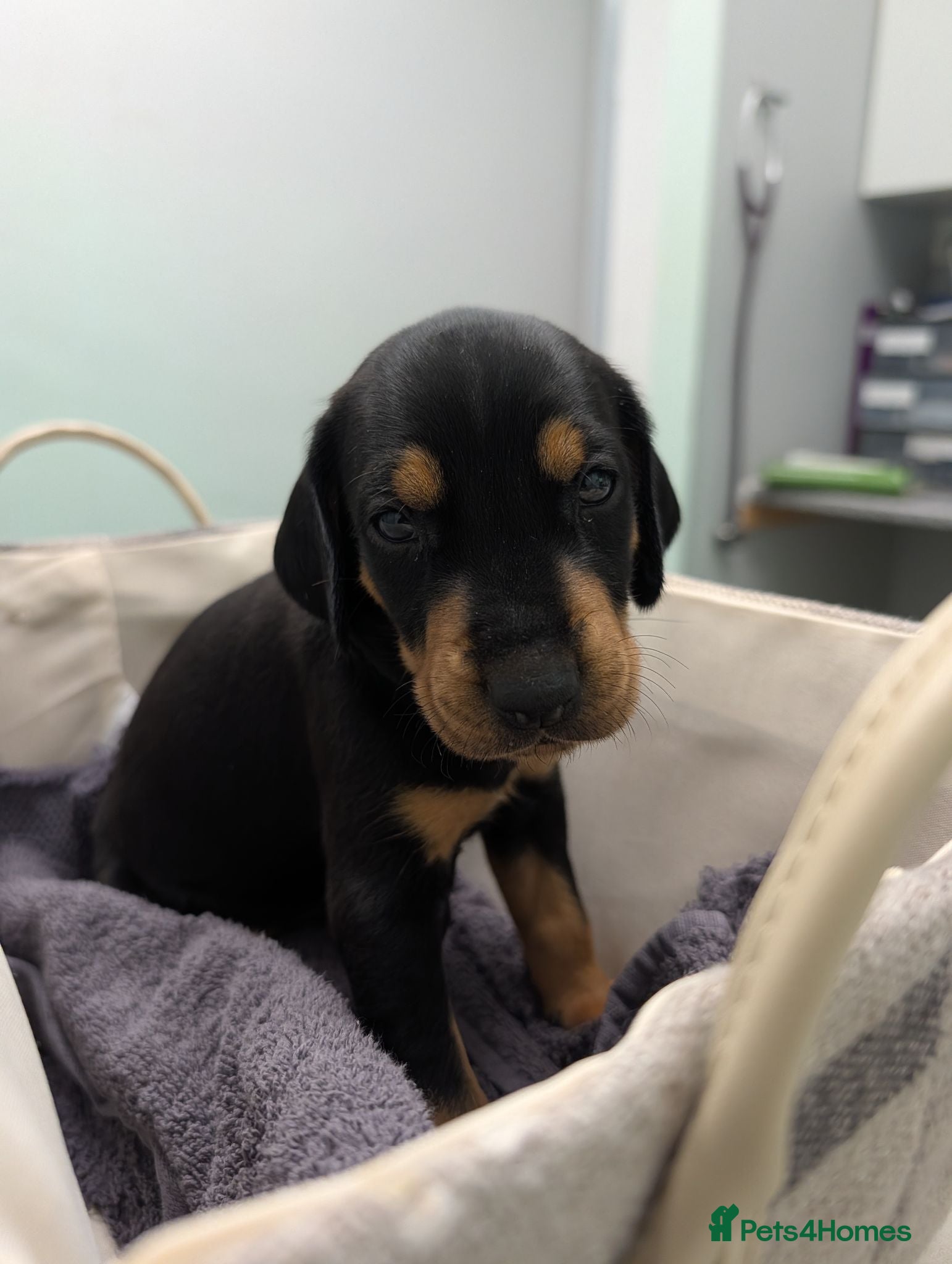 Mixed Breed dogs Pure breed Lithuanian Hound puppies ( 2 left) - Advert 2